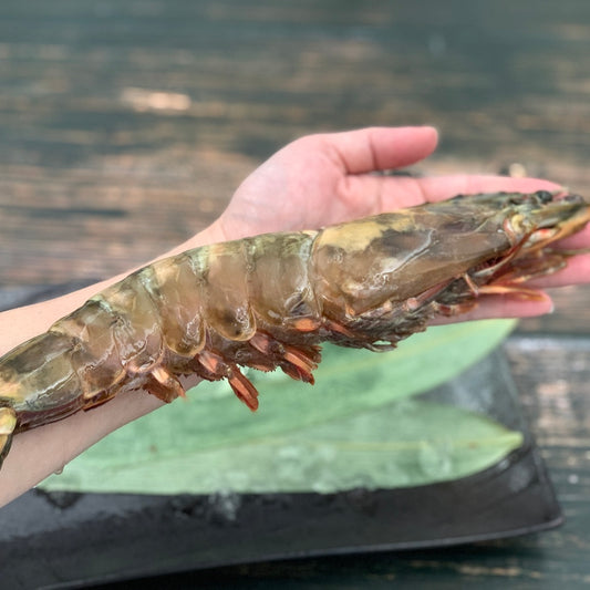 海王虎蝦